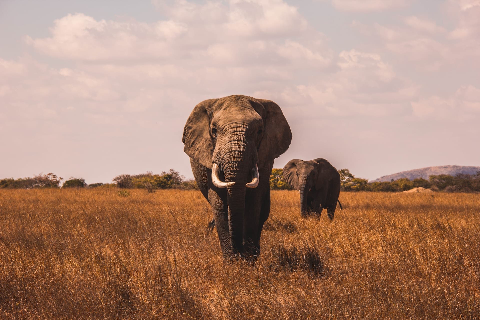 PostgreSQL Security Elephant